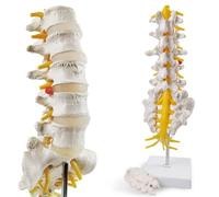 Modèle anatomique lombaire taille réelle - Modèle anatomique de vertèbres lombaires humaines avec sacrum et nerfs rachidiens chiropraticien médical étudiant médical étude enseignement démonstration