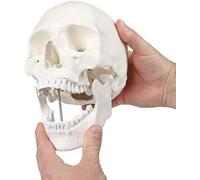 Modèle Anatomique médical de crâne Humain, modèle de crâne Humain 1, 1 pour l'anatomie Le crâne articulé Éducation, dans Un Environnement Naturel