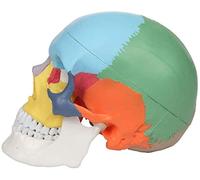 Modèle Anatomique médical de crâne Humain, modèle de crâne Humain 1, 1 pour l'anatomie Le crâne articulé Éducation, dans Un Environnement Naturel