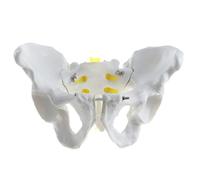 Modèle anatomique médical du bassin féminin et masculin for l'enseignement de l'anatomie humaine(Male)
