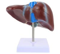 Modèle Anatomique Médical Marron avec Base, PVC du Foie Humain | Enseignement Anatomique et Physiologique, Rendu Réaliste, pour Étudiants, Accessoire de Support Inclus