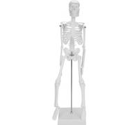 Modèle anatomique mobile du squelette humain de 45 cm, modèle éducatif pour l'apprentissage de la biologie