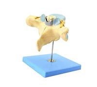 modèle anatomique, Modèle agrandi de vertèbres cervicales humaines avec moelle épinière et nerfs rachidiens - anatomique neuro-orthopédie Enseignement en
