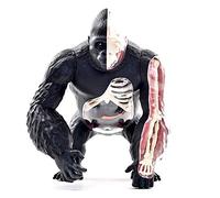 modèle Anatomique Modèle Anatomique de la Structure des Organes du Gorille à Dos argenté - pédagogique détachable en Plastique