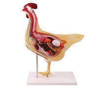 Modèle anatomique, Modèle anatomique de poule détachable 3D, squelette poulet et kit modèle d'anatomie, simulation d'orgue