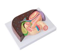 modèle anatomique, Modèle anatomique du foie, modèle de l'hépatopancréas et duodénum, modèle la vésicule biliaire pancréas, département des sciences digestives, salle classe médicale