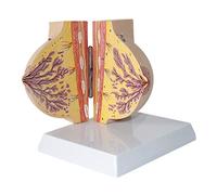 modèle anatomique, Modèle anatomique du sein humain, illustrant la structure profil féminin au repos, composé de 2 parties à des fins pédagogiques