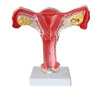 Modèle anatomique, Modèle anatomique utérin, modèle de l'ovaire l'utérus, logo numérique conçu for l'enseignement médical (avec base)