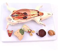 Modèle Anatomique, modèle corporel, modèle Squelette, poupées éducatives, modèle Animal, Souris, modèle de Souris, modèle de Structure des Organes de Souris pour démonstration médicale