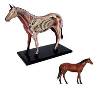 Modèle anatomique, Modèle d'anatomie 4D cheval 26 Sections d'organes animaux, jouet éducatif d'intelligence, enseignement bricolage