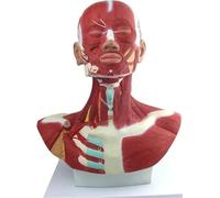 Modèle anatomique, Modèle d'anatomie de la tête humaine et des muscles du visage