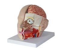 Modèle anatomique, Modèle d'anatomie de la tête humaine, modèle anatomique du cerveau attaché à, artère spéciale for neurologie cérébrale haut gamme