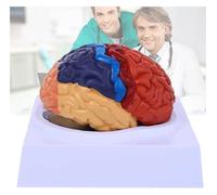 Modèle anatomique, Modèle d'anatomie en 2 parties du cerveau, code couleur, taille réelle, anatomique humain avec base d'affichage