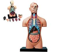 modèle anatomique, Modèle d'anatomie humaine en 4D - Puzzle à assembler Organes internes du corps humain Outil pédagogique for l'école et l'éducation