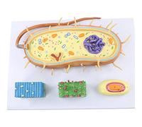 modèle anatomique, Modèle d'anatomie nu ire de cellules bactériennes ; modèle anatomique chromosome bioflagellés outil pédagogique médical