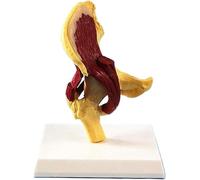 Modèle Anatomique Modèle D'articulation De La Hanche Humaine Reflétant La Relation Entre Le Fémur Humain Et Le Bassin Et Les Muscles Modèle Outil Pédagogique, Multi-Colored, 22cm