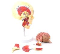 modèle anatomique, Modèle de cerveau crâne humain, anatomie maxillo-faciale