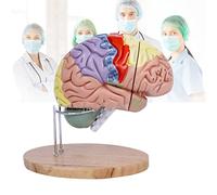 modèle anatomique, Modèle de cerveau en 4 parties avec étiquettes et socle d'exposition. anatomique du humain grandeur nature, codé par couleur, for l'étude classe sciences