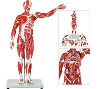 Modèle anatomique, modèle de corps, modèle de squelette, modèle d'anatomie, 78 cm/27 parties, figurine musculaire à moitié grandeur nature avec organes et muscles amovibles, modèle d'anatomie des musc