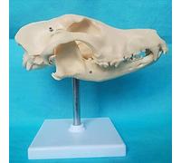 modèle Anatomique Modèle de crâne d'animal - Anatomique d'os Naturel Chien Squelette canin à Usage médical et pédagogique en médecine vétérinaire