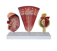 Modèle anatomique, Modèle de rein d'anatomie humaine, modèle anatomique du système urinaire glomérulaire néphron for l'enseignement scolaire, d'enseignement d'ornement laboratoire