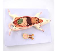 modèle anatomique, Modèle de structure anatomique des organes la souris - Ce modèle d'observation l'apparence et l'anatomie interne est adapté à l'enseignement médical