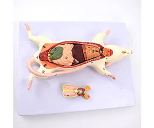 modèle anatomique, Modèle de structure anatomique des organes la souris - Ce modèle d'observation l'apparence et l'anatomie interne est adapté à l'enseignement médical