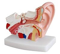 Modèle Anatomique Modèle d'oreille Modèle d'anatomie de l'oreille Humaine montrant la Structure des Organes du Centre et Externe
