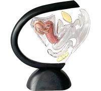 modèle anatomique, Modèle d'utérus transparent humain - des organes reproducteurs féminins Structure ovarienne visible Utérus Enseignement de l'anatomie gynécologique Médecin Patient