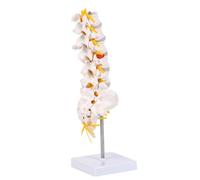 Modèle anatomique multifonction pour démonstration de santé de la colonne vertébrale dans l'éducation Clinique réaliste Anatomie lombaire sacrum