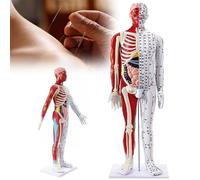 Modèle Anatomique Musculaire de 85 Cm Modèle Acupuncture Masculin Point Méridien Médical pour Enseignement de La Médecine Chinoise