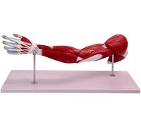 Modèle anatomique musculaire du bras humain de 76 cm, modèle d'anatomie musculaire du membre supérieur grandeur nature, montre les muscles superficiels et profonds, les tendons