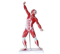 Modèle Anatomique Musculaire Humain Grandeur Nature 1/4 50 cm Modèle d'anatomie du Squelette Corps médical École Apprendre Aide 69 Signes for l'enseignement éducatif Modèle