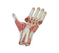 Modèle anatomique musculaire humain, modèle amovible de vaisseau sanguin, muscle de la main, nerf, enseignement for équipement de laboratoire, ornement
