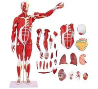 Modèle anatomique musculaire humain, modèle d'organe humain, modèle d'anatomie musculaire amovible à taille réelle pour la physiologie médicale, l'étude et l'enseignement A