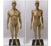 Modèle Anatomique Musculo-squelettique du Corps Humain Modèle de Mannequin d'art 11 Pouces modèle de Peinture de Figure d'anatomie féminine et Masculine pour référence pour Les Artistes,A