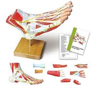 Modèle anatomique naturel de grand pied 9 parties avec 81 signes numériques et descriptions de texte correspondantes, excluant les os, les muscles, les ligaments, les nerfs et les vaisseaux sanguins