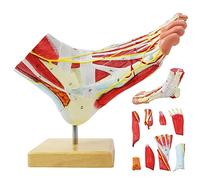 Modèle anatomique naturel de grand pied 9 pièces avec 81 caractères numériques et descriptions de texte correspondantes, os d'excluding, muscles, ligaments, nerfs, vaisseaux sanguins du pied humain