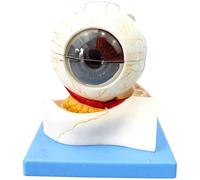 Modèle Anatomique Oculaire Détachable Grossi 5X À Usage Éducatif | Modèle d'oeil réaliste for des démonstrations d'apprentissage et d'enseignement efficaces.