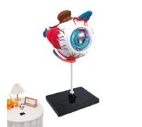 Modèle Anatomique Oculaire Fournitures D'Examen Éducatifs Scientifiques | Modèle Anatomique Œil Détachable Pour La Classe, Études Scolaires Universitaires, Cabinets Médicaux, Santé, Bureau