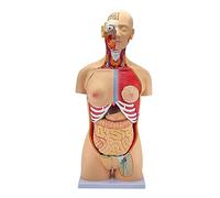 Modèle Anatomique, Outils de modèle, modèle de Torse de Genre 85 cm, Torse 32 mâle et modèle de démontage du Torse et des Organes internes