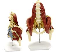 Modèle Anatomique, Outils de modèle, modèle Musculaire de la Colonne Lombaire 1:1 modèle Musculaire mbar modèle de Colonne vertébrale avec os de la Colonne vertébrale, hernie disca