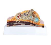 Modèle anatomique pathologique du sein grandeur nature, en PVC, présentant un organe féminin et de multiples pathologies