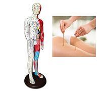 modèle anatomique, Points de pression et méridiens : matériel formation for acupuncteurs autres professionnels santé