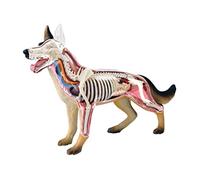 Modèle anatomique, poupées éducatives, modèle anatomique de chien, modèle anatomique médical de chien-loup, simulation anatomique, biologie animale, parties détachables du corps pour démonstration méd