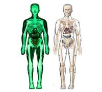 Modèle anatomique pour enfants - Modèle scientifique d'anatomie du corps humain - Poupée squelette interactive - Figurine réaliste - Jouet éducatif pour l'école maternelle - Étudiants à domicile