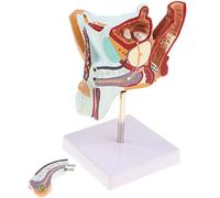 Modèle anatomique pour l'éducation et la formation en pathologie urinaire | Modèle d'anatomie reproductive masculine pour la formation pédagogique dans les études de santé urinaire et de pathologie