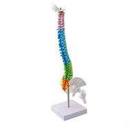 Modèle anatomique pour l'enseignement de la colonne vertébrale humaine de 45 cm avec code couleur cervicale au coccyx, pour l'enseignement et la recherche en classe (45 cm)
