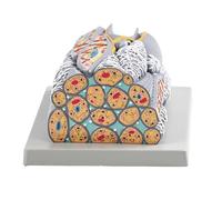 Modèle anatomique professionnel pour entraînement médical et démonstration en salle de classe PVC Anatomie