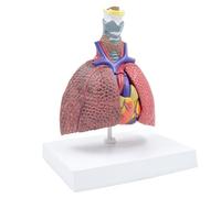 Modèle anatomique pulmonaire humain pour l'étude des maladies, modèle d'anatomie respiratoire montre la thyroïde, le cœur, le modèle respiratoire des poumons